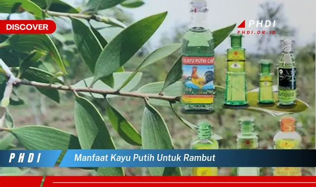 manfaat kayu putih untuk rambut