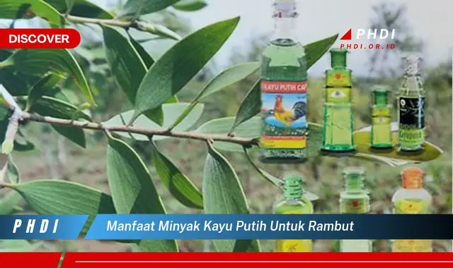 manfaat minyak kayu putih untuk rambut