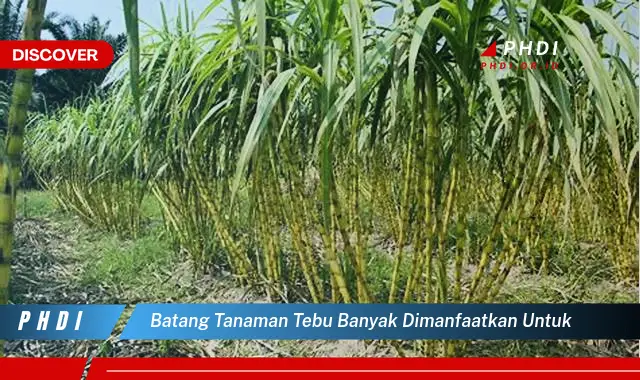 batang tanaman tebu banyak dimanfaatkan untuk