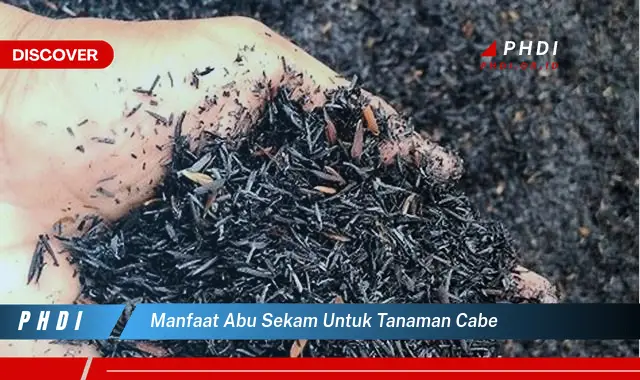 manfaat abu sekam untuk tanaman cabe