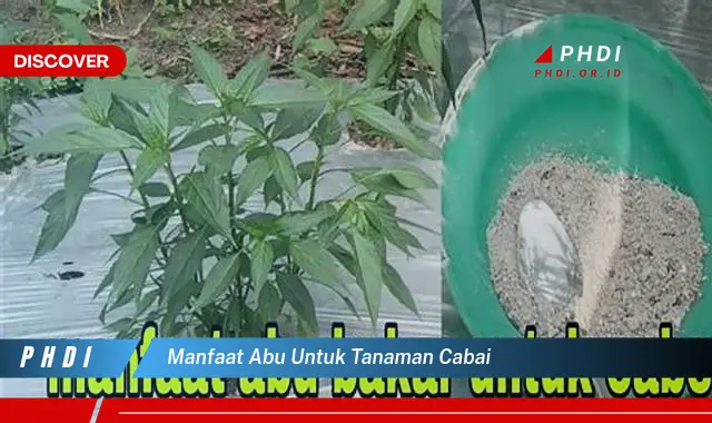 manfaat abu untuk tanaman cabai