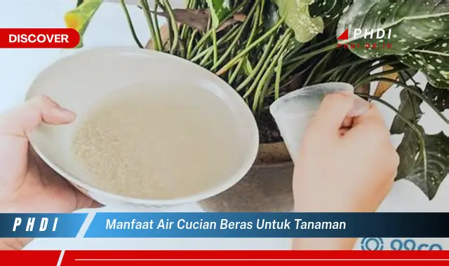 manfaat air cucian beras untuk tanaman