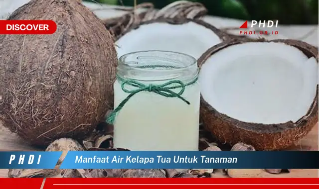 manfaat air kelapa tua untuk tanaman