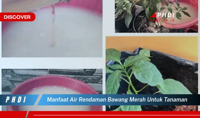 manfaat air rendaman bawang merah untuk tanaman