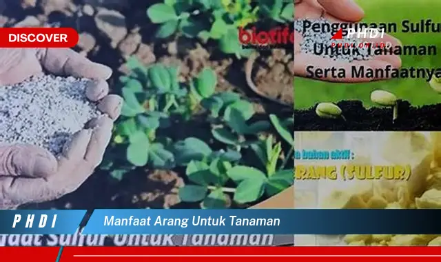 manfaat arang untuk tanaman