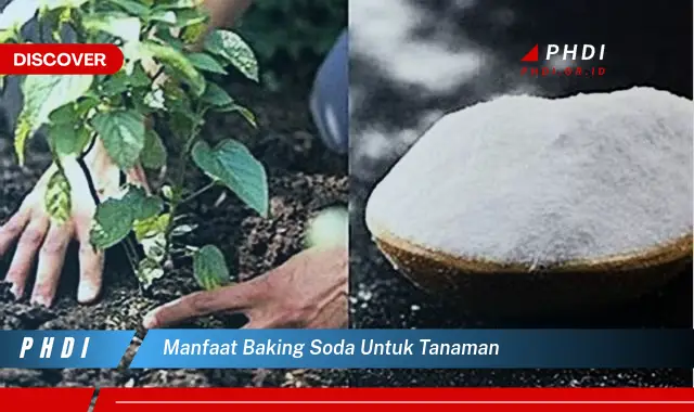 manfaat baking soda untuk tanaman