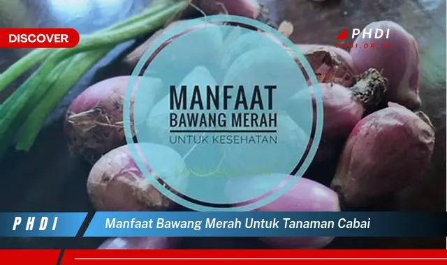 manfaat bawang merah untuk tanaman cabai