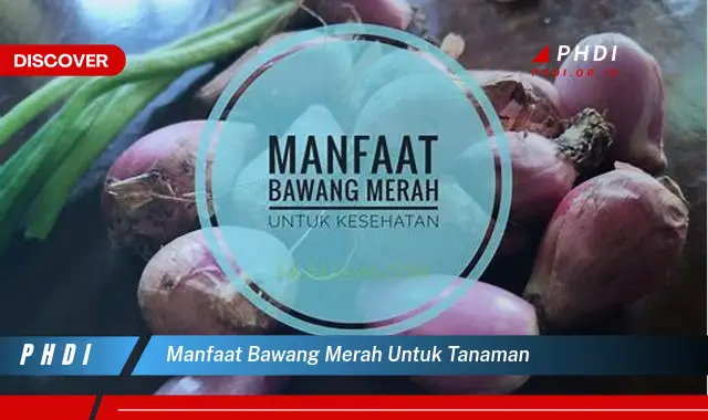 manfaat bawang merah untuk tanaman