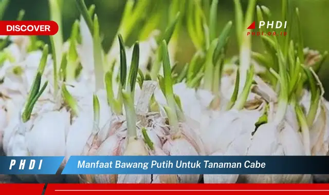 manfaat bawang putih untuk tanaman cabe