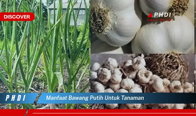 manfaat bawang putih untuk tanaman