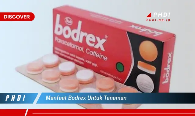 manfaat bodrex untuk tanaman