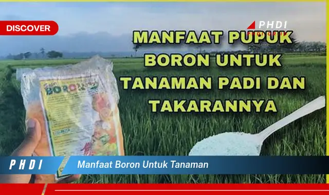 manfaat boron untuk tanaman