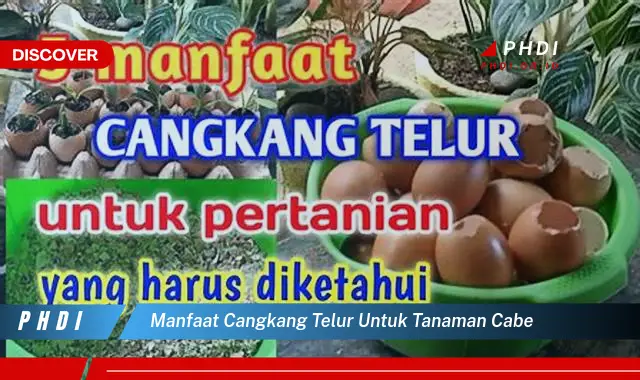 manfaat cangkang telur untuk tanaman cabe