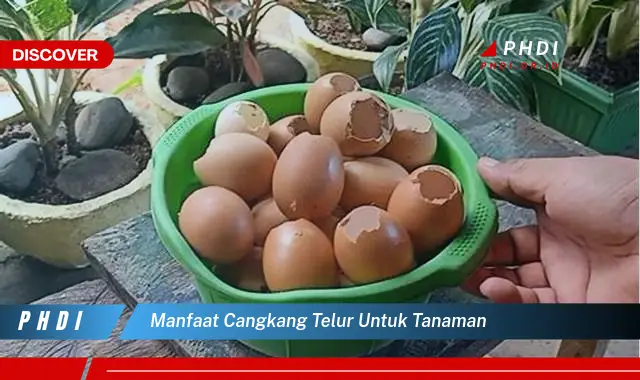 manfaat cangkang telur untuk tanaman