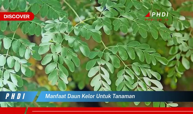 manfaat daun kelor untuk tanaman