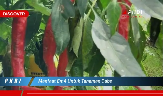 manfaat em4 untuk tanaman cabe