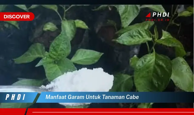 manfaat garam untuk tanaman cabe