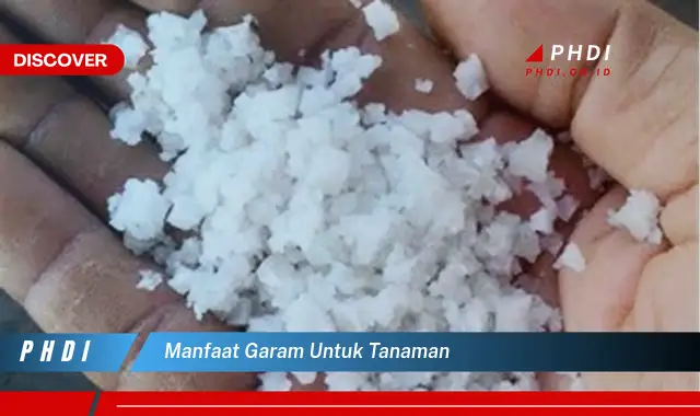 manfaat garam untuk tanaman