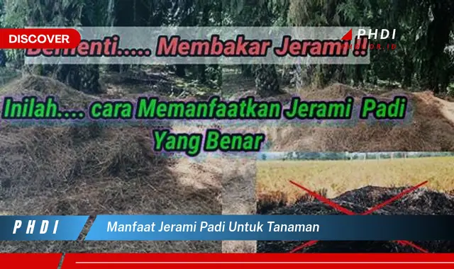 manfaat jerami padi untuk tanaman