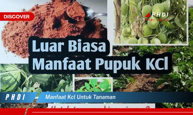 manfaat kcl untuk tanaman