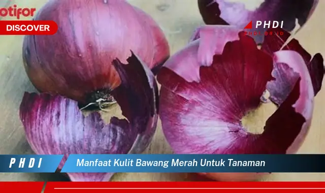 manfaat kulit bawang merah untuk tanaman