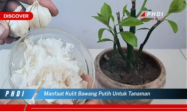 manfaat kulit bawang putih untuk tanaman