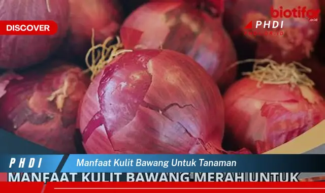 manfaat kulit bawang untuk tanaman