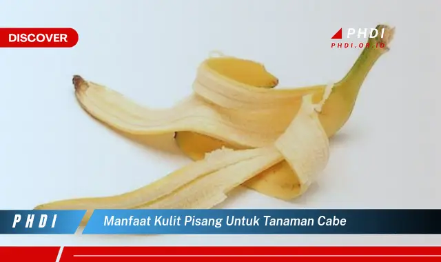 manfaat kulit pisang untuk tanaman cabe