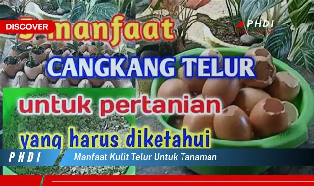 manfaat kulit telur untuk tanaman