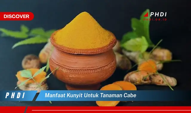 manfaat kunyit untuk tanaman cabe