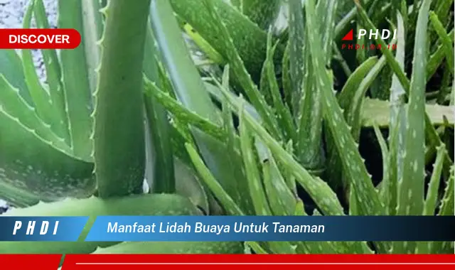 manfaat lidah buaya untuk tanaman