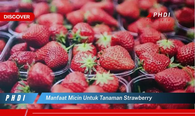 manfaat micin untuk tanaman strawberry