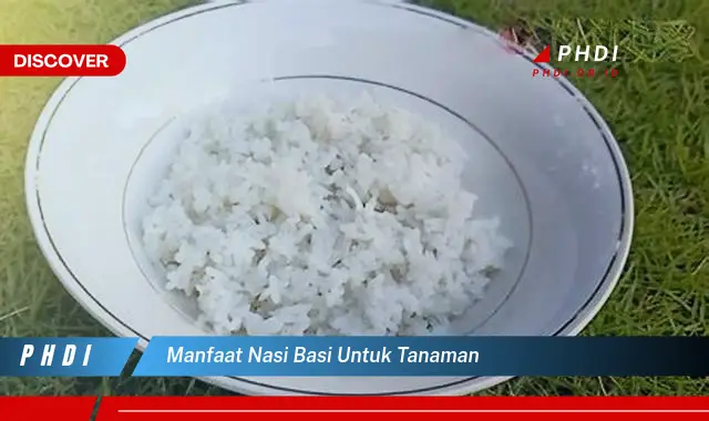 manfaat nasi basi untuk tanaman