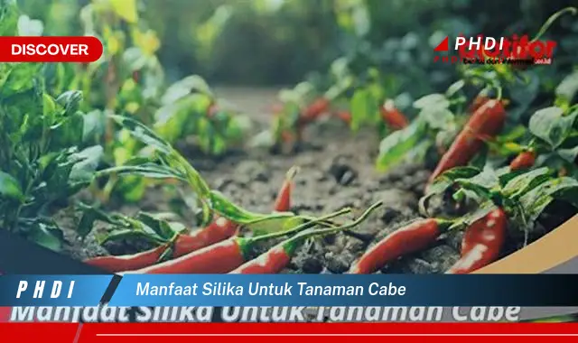 manfaat silika untuk tanaman cabe