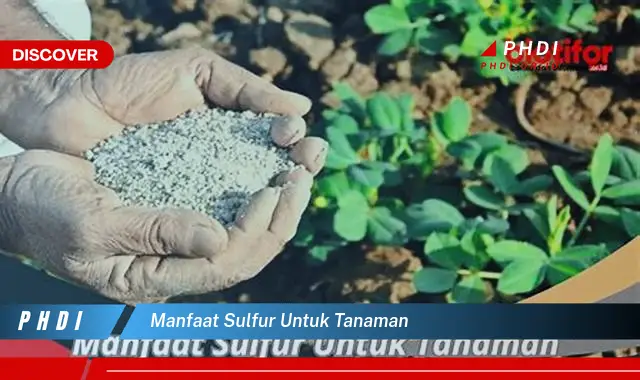 manfaat sulfur untuk tanaman