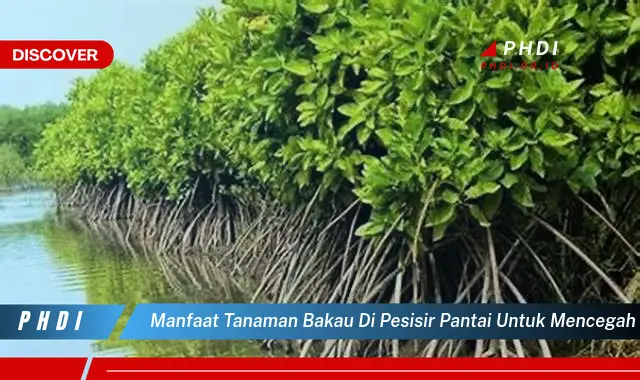 manfaat tanaman bakau di pesisir pantai untuk mencegah