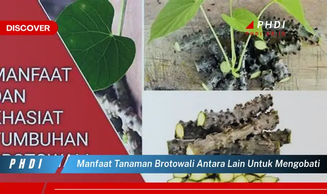 manfaat tanaman brotowali antara lain untuk mengobati