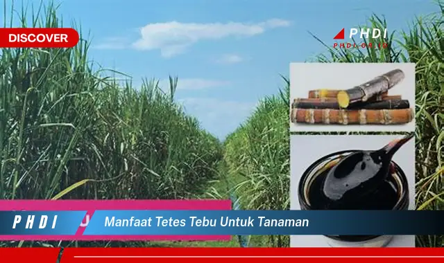 manfaat tetes tebu untuk tanaman