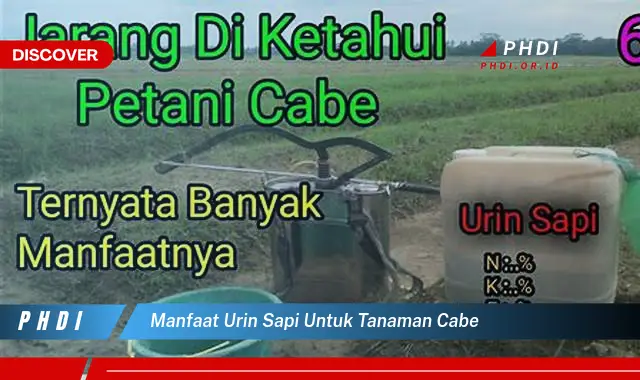 manfaat urin sapi untuk tanaman cabe