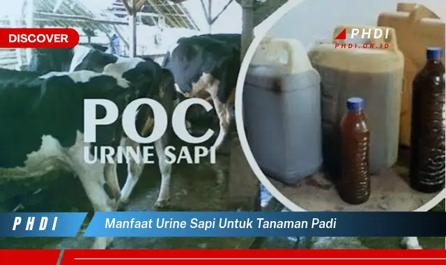 manfaat urine sapi untuk tanaman padi