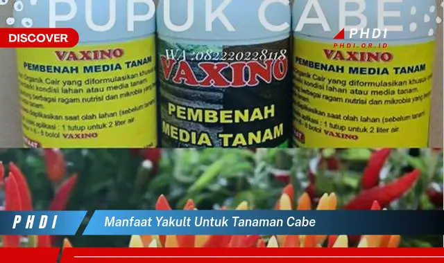 manfaat yakult untuk tanaman cabe