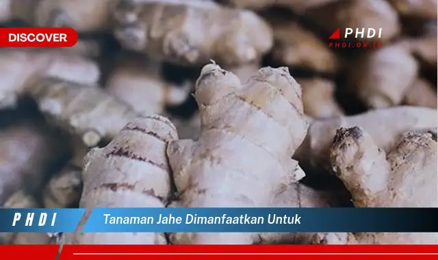 tanaman jahe dimanfaatkan untuk