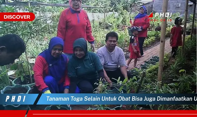 tanaman toga selain untuk obat bisa juga dimanfaatkan untuk memperindah