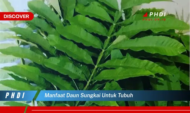 manfaat daun sungkai untuk tubuh