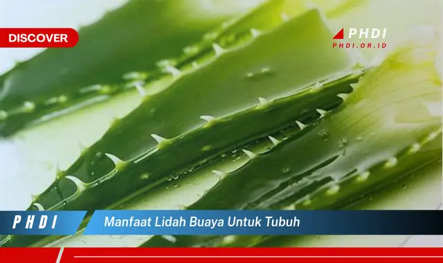 manfaat lidah buaya untuk tubuh