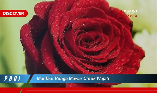 manfaat bunga mawar untuk wajah