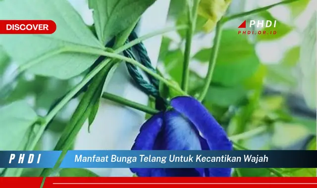 manfaat bunga telang untuk kecantikan wajah