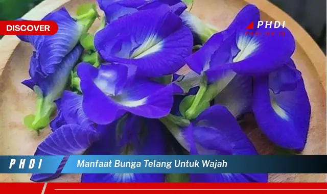 manfaat bunga telang untuk wajah