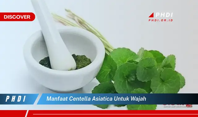 manfaat centella asiatica untuk wajah