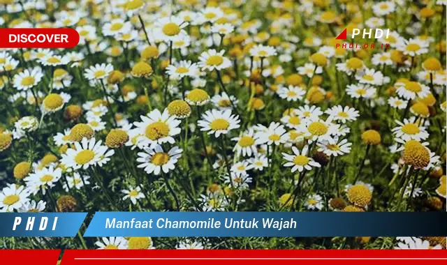 manfaat chamomile untuk wajah